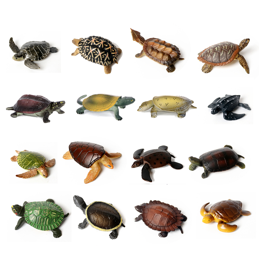 Marine Aquarium & Regional Centre - Gerçekçi minyatürleri deniz yaşamı deniz kaplumbağası